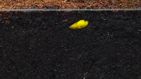 Growing Rock Melon - Time Lapse