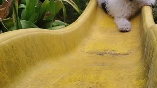 Puppy On Slide