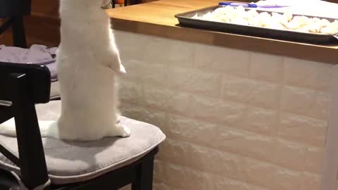 Curious Kitten Is the Cutest Cookie Inspector