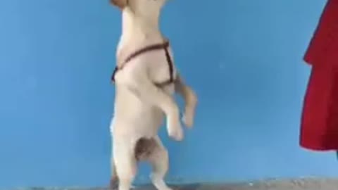 Top_dog_tricks_labrador_dog_|Labrador_dog