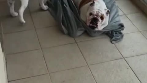 Top 15 English BullDog Funny Videos Ever - Funny BullDog Compilation #3