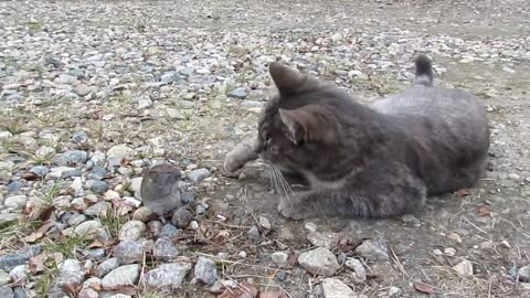 cat kisses a mouse