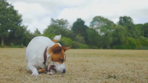 Top Dog Moments: The Best Dog Videos of the Decade"