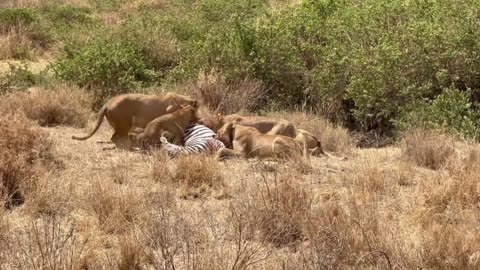 Lionesses chasing a zebra