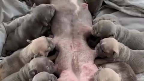 Little puppies drink milk with mom