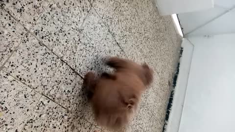 Play with my cute dog