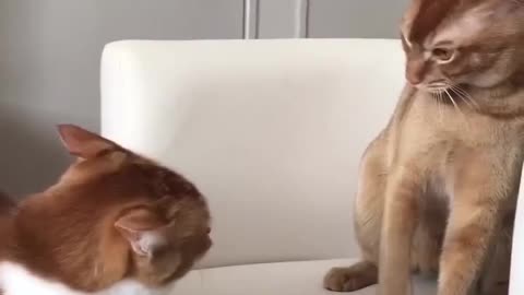 Cat being bullied by the other cat