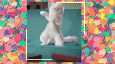 Funny Dogs and Cats // FALLS AND GRACIOUS VIDEOS 2022 (PART 1)