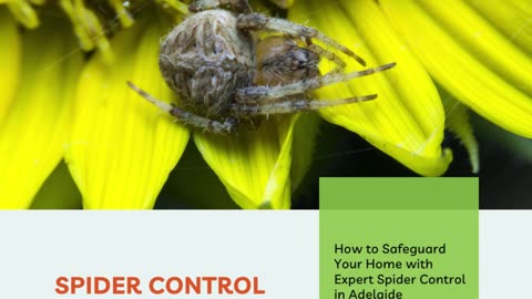 How to Safeguard Your Home with Expert Spider Control in Adelaide