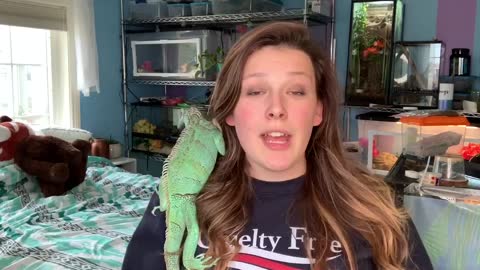 10 Reasons Iguanas Make Great Pets (For the Right People!)