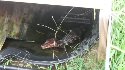 Cuvier's Dwarf Caimans (Live feeding)