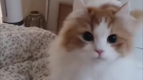 funny cat videos