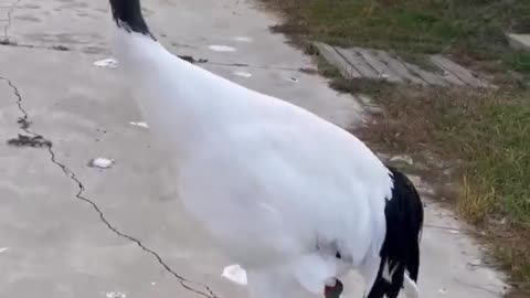 The red-crowned crane does not want anyone near it