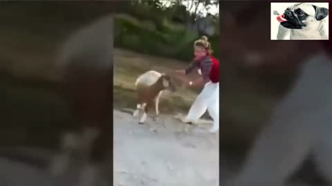 Funny sheep attacking people 2