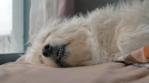 Lovely mixed breed dog sleeping deep sweet on bed. Cute sleepy face. . Pet care and animals concept