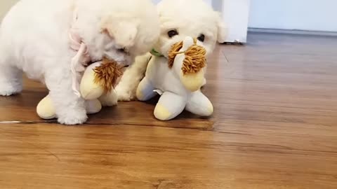 A__cute_little_bichon_frise_video_lovely_puppy_bichon