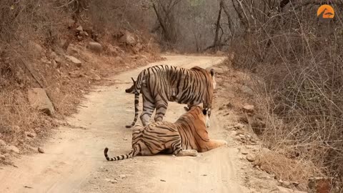 Tigress Tries Stealing Huge Male’s Meal