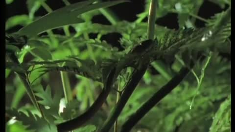 Cat-Eyed Snake Snacks | Jungle Nights | BBC Earth