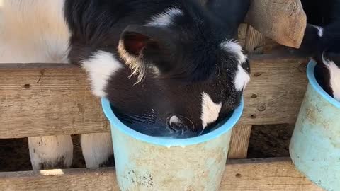 Cow Shows How He Earned His Name