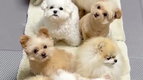 Que cãezinhos lindos!