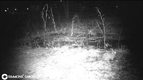 Backyard Trail Cam - Can You Find 4 Rabbits in the Garden?