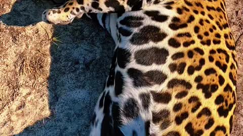 Cheetah is sleep