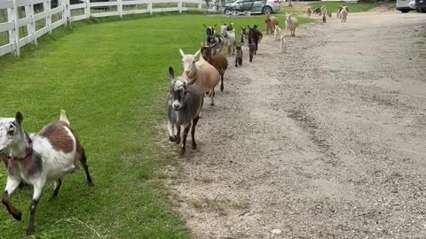 Goat Parade Delights Crowd