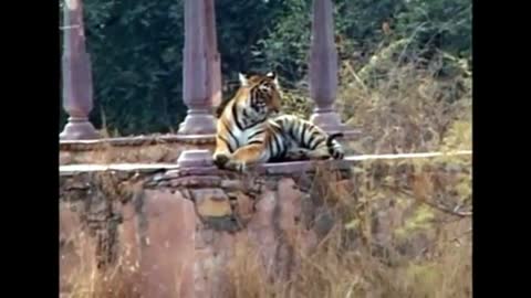 India has most of the world's tigers