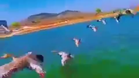 Amazing Sight with birds