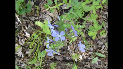 Enchanted Dreams ~ Wild Forest Phlox