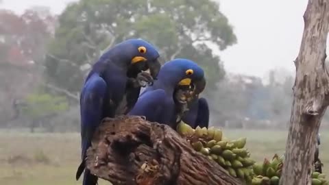 Nice Birds Eating Foods