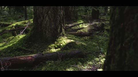 ____4k _Forest video 💥📸