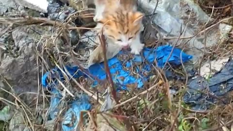 Rescue 3 Kittens Who Are Eating Garbage, Eating Leftovers To Survive