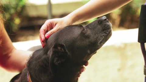 Beautiful Slow Motion Footage Of A Person Showing Love To A Dog