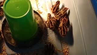 Quail hatching update