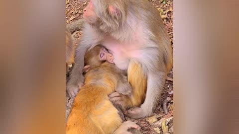 This little monkey is playing with his cute brother 🐒😂