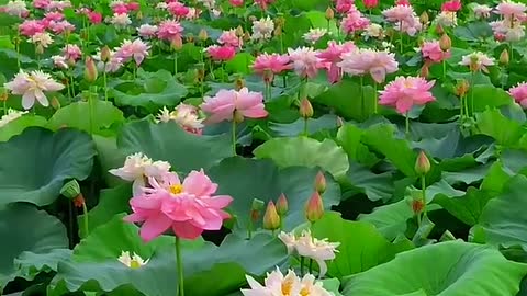 What a beautiful lotus