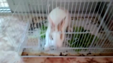 Poter gets angry and bites her cage