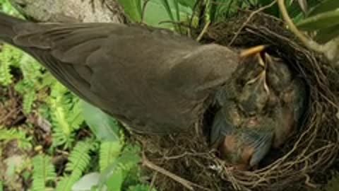 A very beautiful bird feeding its young