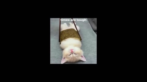 Funny Cat Videos