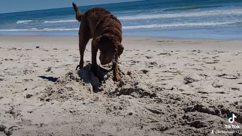 Chesapeake bay retriever