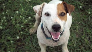 Dog Excited To Be On Camera