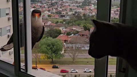 Giving a Wild Falcon a Drink of Water