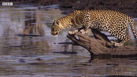 Leopard Learns How to Catch a Fish | BBC Earth