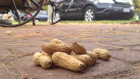 Cute Squirrel - Chipmunk eating peanuts - Cute Video