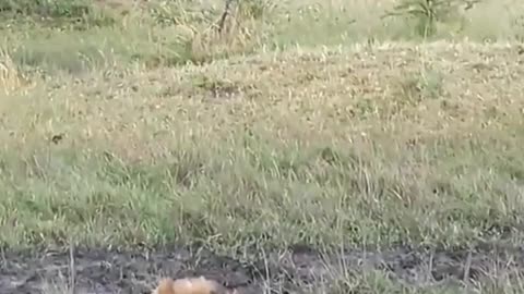 Fight between lion and buffalo