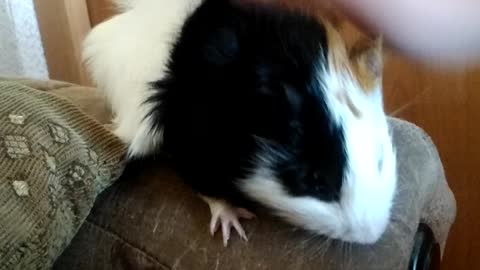 Guinea pig frolic