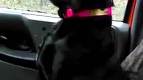 Perro agotado se queda dormido estando de guardia para cazar ciervos