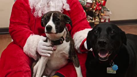 DOGS SURPRISE CHRISTMAS