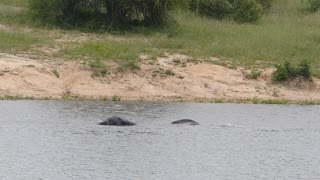 Elephant diving lessons